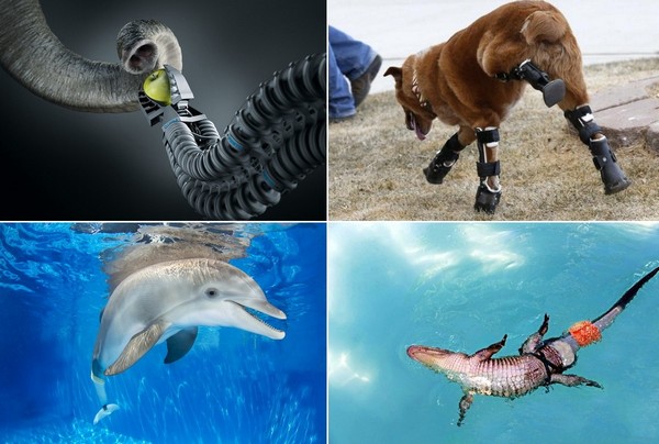 Удивительные протезы, созданные для животных