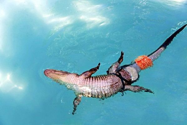 Протез хвоста для аллигатора. Источник фото: pixanews.com