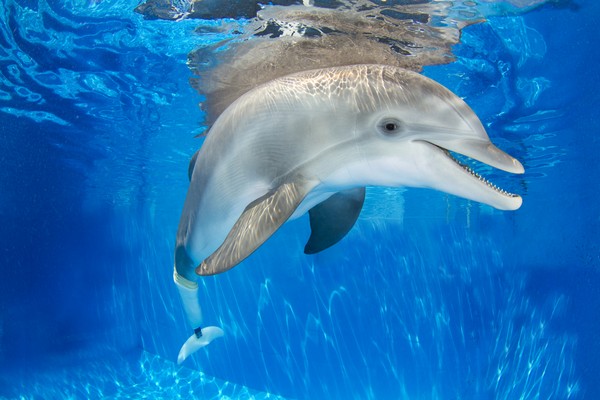 Протез хвоста для дельфина. Источник фото: post.health.ufl.edu