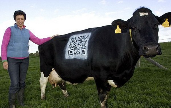 QR-коды на пасущихся коровах