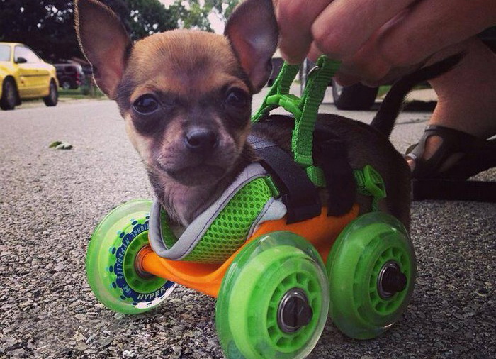 Turbo.Roo – инвалидная коляска для двуногого чихуахуа