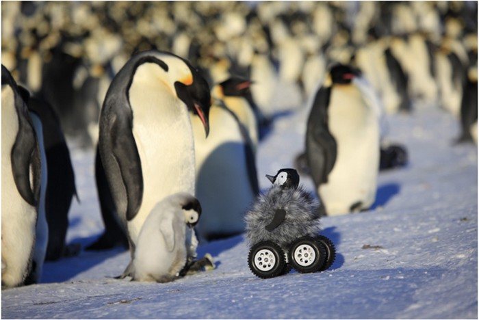 Создан робот-птица для слежки за императорскими пингвинами