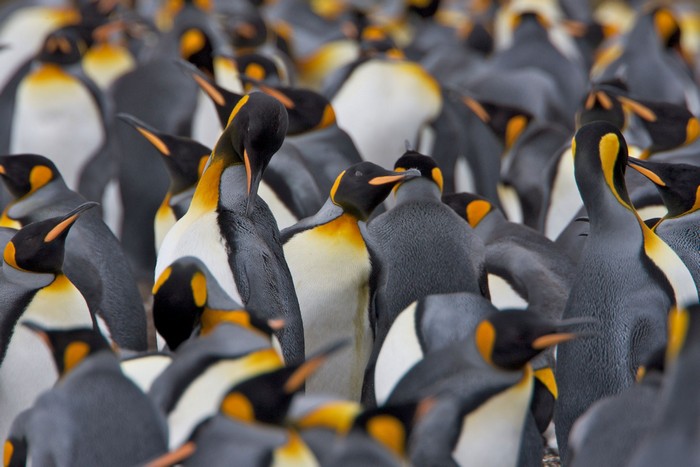 Создан робот-птица для слежки за императорскими пингвинами