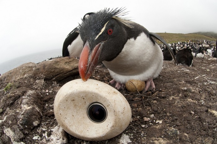 Кадр из серии документальных фильмов Penguins: Spy in the huddle
