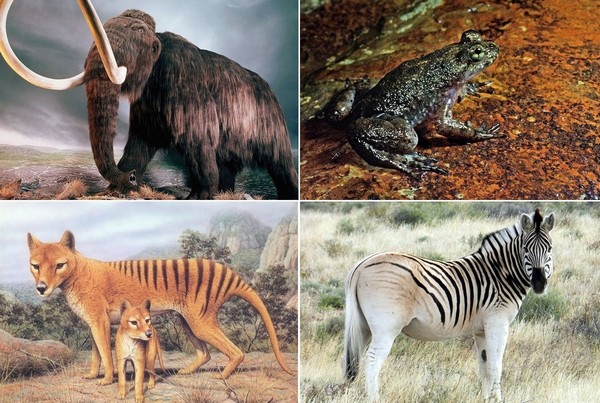 Возрождаемые виды животных и растений