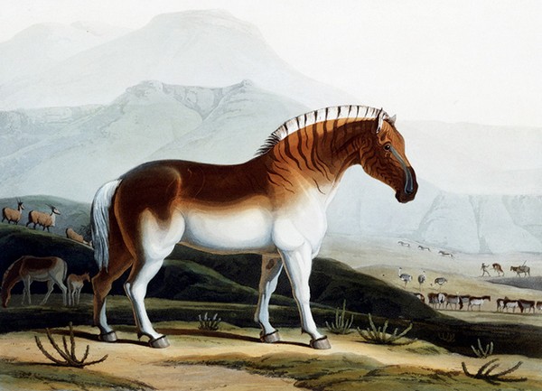Зебра-квагга. Рисунок 19 века. Источник фото: wired.com