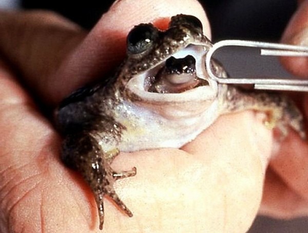 Реобатрахус - заботливая лягушка. Источник фото: animalworld.com.ua
