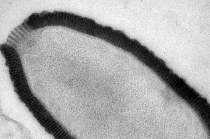 Оживший вирус возрастом 30 тысяч лет