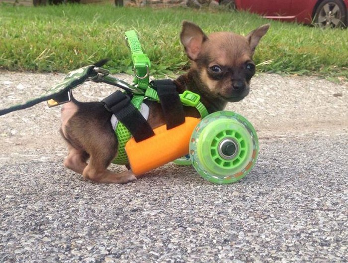Turbo.Roo – инвалидная коляска для двуногого чихуахуа