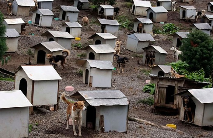 Бразильский город для собак