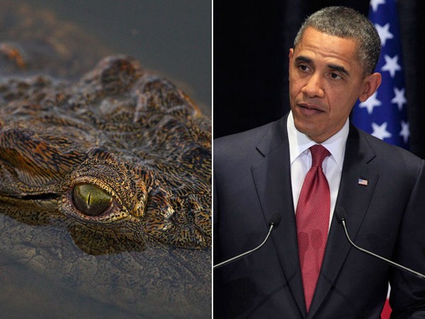 Страховка от крокодилов Обаме