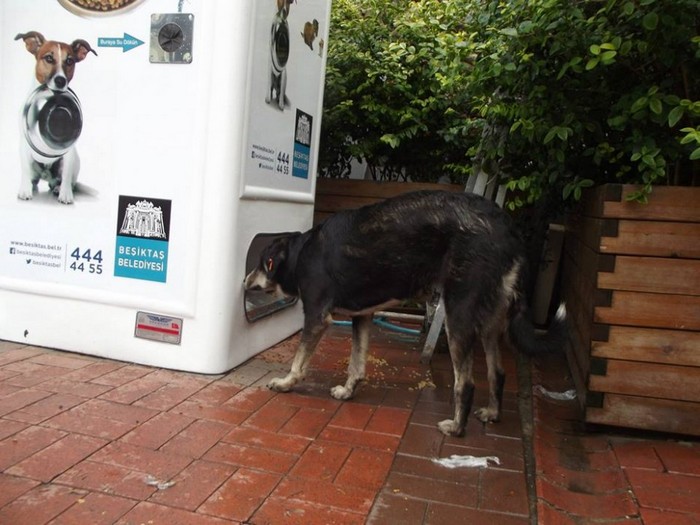 Торговый автомат для бездомных собак