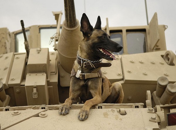 Собака на американском танке в Ираке. Источник фото: Википедия
