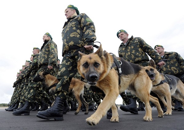 Собака на военном параде. Источник фото: ibankcoin.com