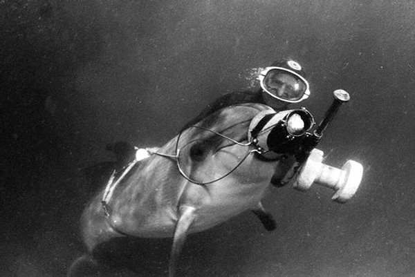 Советские боевые дельфины. Источник фото: Topwar.ru