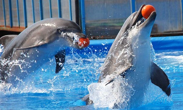 Дельфины в океанариуме Севастополя. Источник фото: hotel-verbena.ru