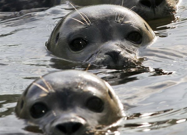 Американские тюлени-диверсанты. Источник фото: bigpicture.ru