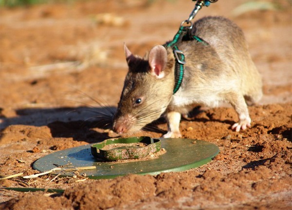 HeroRAT – крысы-саперы в Африке. Источник фото: zooland.md