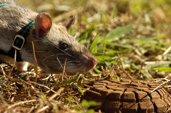 HeroRAT – крысы-саперы в Африке. Источник фото: rnw.nl