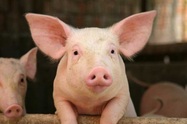 Свинья тоже может превратиться в грозное оружие. Источник фото: earthtimes.org