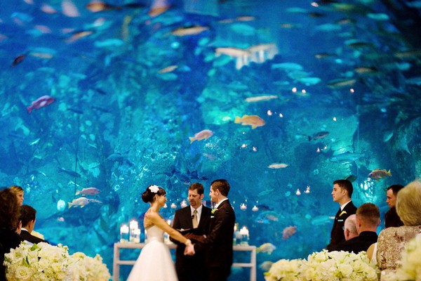 Свадебный аквариум. Нью-Джерси, США