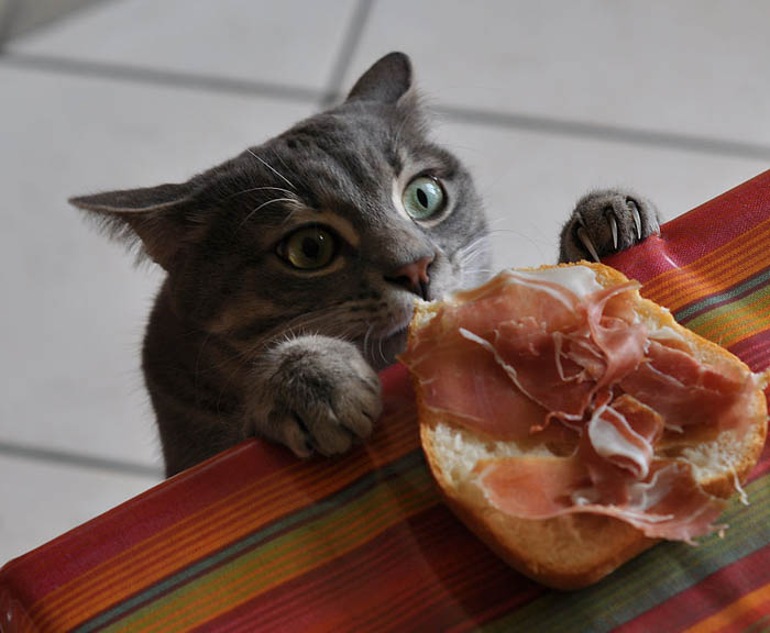 Кот, кусающий бутерброд с мясом.
