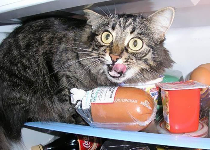 Кот, пойманный в холодильнике.