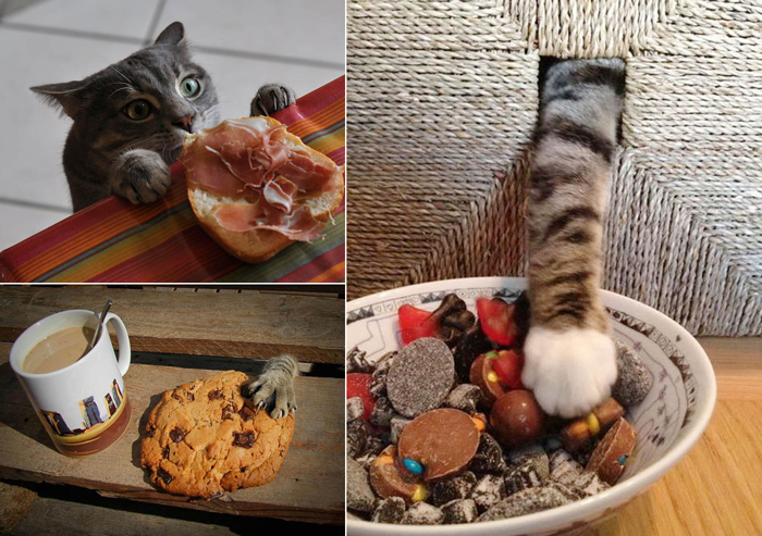 Смешные фото котов, ворующих еду.