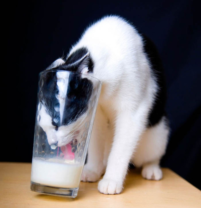 Кот влез в стакан с молоком.