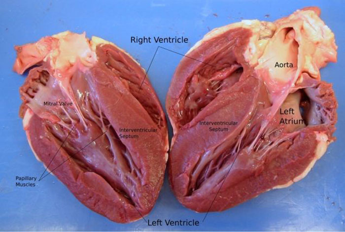 Что находится внутри человеческого сердца.