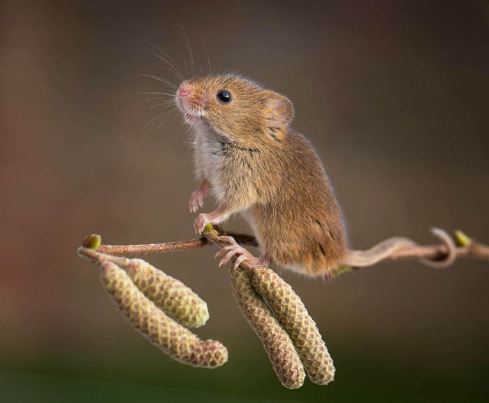 Полевая мышь: описание