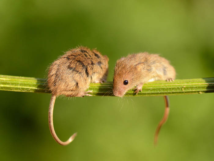 Мыши в естественной среде.