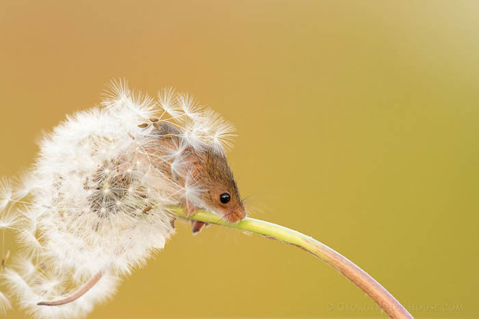 Полевые мыши в естественной среде обитания.