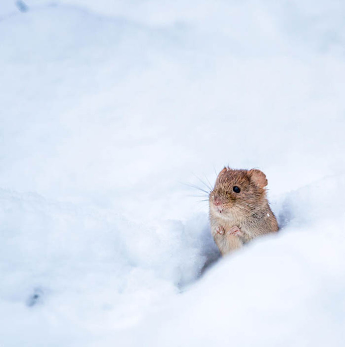 Фотографии полевых мышей.