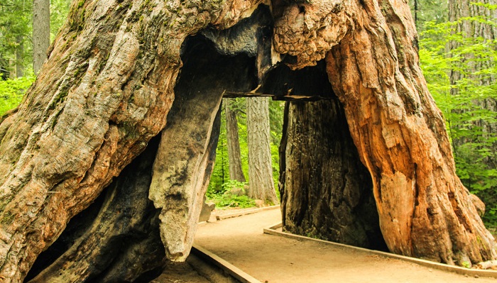 Pioneer Cabin Tree - гигантская секвойя.