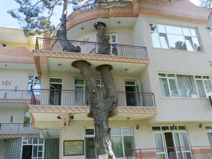 Дом, который построили, не повредив при этом дерево.