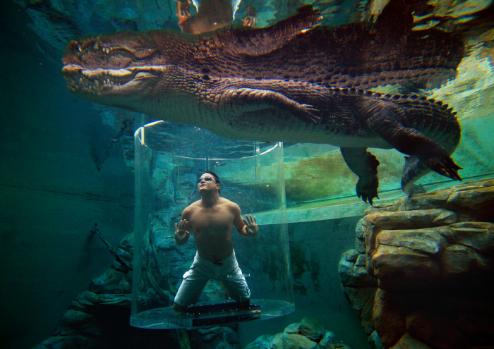 Удивительный бассейн, в котором можно поплавать в нескольких сантиметрах от огромных крокодилов.