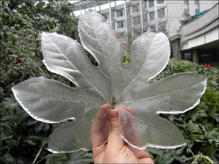 Кусок льда, напоминающий настоящий лист каштана.