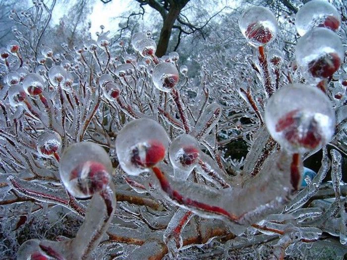 Полностью покрытый льдом ягодный куст.