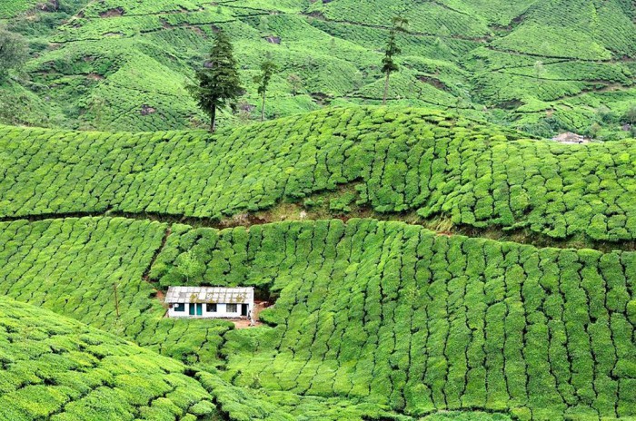Небольшое жилище, окруженное чайными плантациями Индии.
