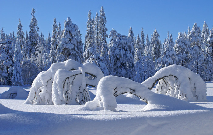 Норвежский лес зимой.