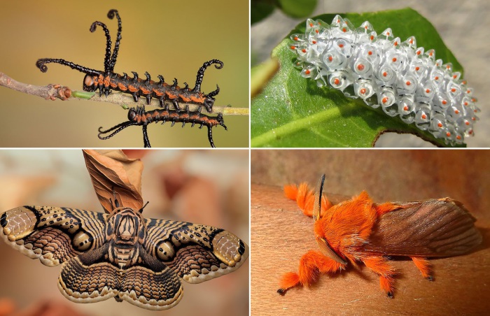10 необычных превращений гусениц в мотыльков.