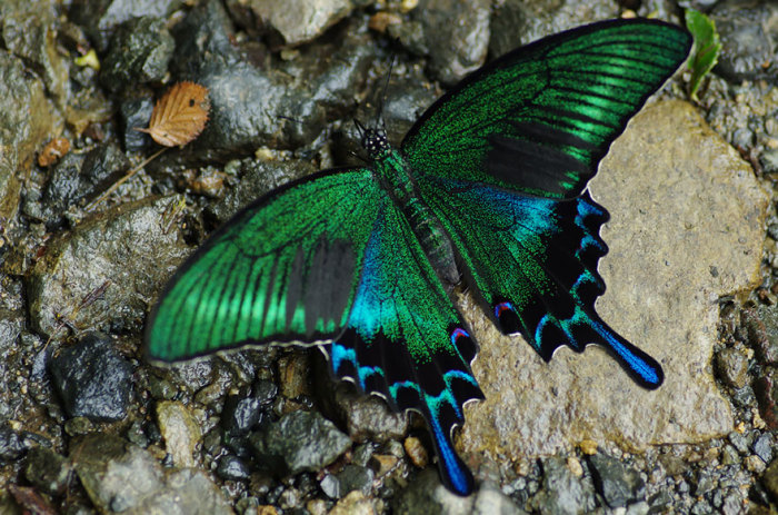 Великолепная бабочка черный Махаон.