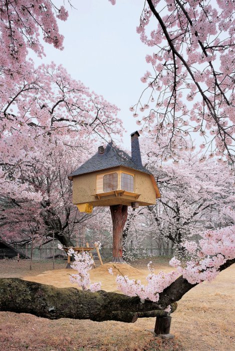 Сказочный чайный домик на дереве.