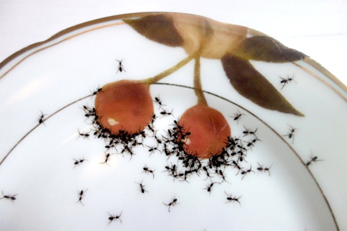 Каждого муравья художница тщательно выводит с помощью тоненькой кисточки.