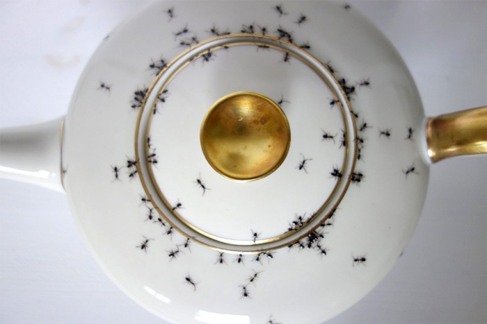 Чайник с муравьями.