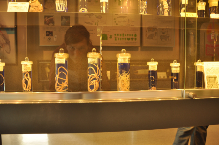 Необычный музей Мегуро предлагает вниманию посетителей более 45 тысяч образцов паразитов.