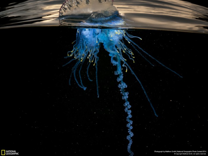 Медуза на снимке Matthew Smith.