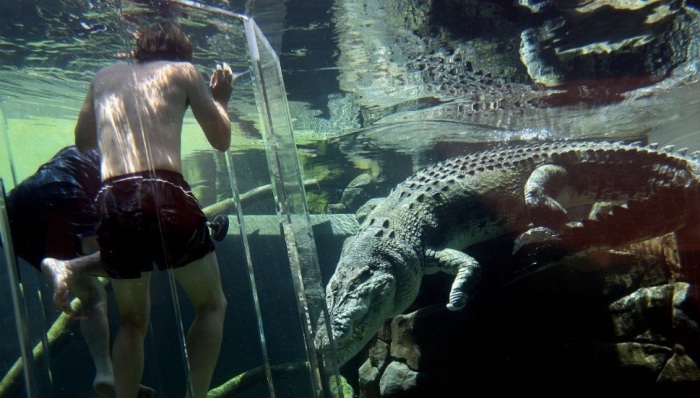 Погружение в среду обитания одного из самых больших видов крокодилов в клетке из прочного стекла.