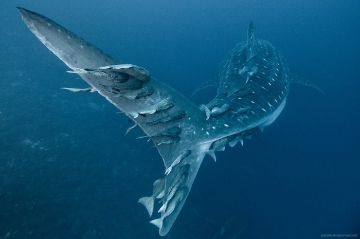 Рыбы-прилипалы часто любят покататься на китовых акулах.